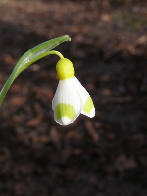 Galanthus plicatus 'Golden Tears'